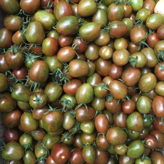Fresh tomatoes organic Vietnam trading manufacturer Lam Dong land high quality vitamin export standard Vegetable
