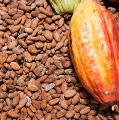 Какао бобы какао бобы для продажи