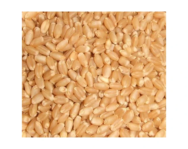 PREMIUM QUALITY whole grain wheat for sale wheat grain wholesale buy wheat grain