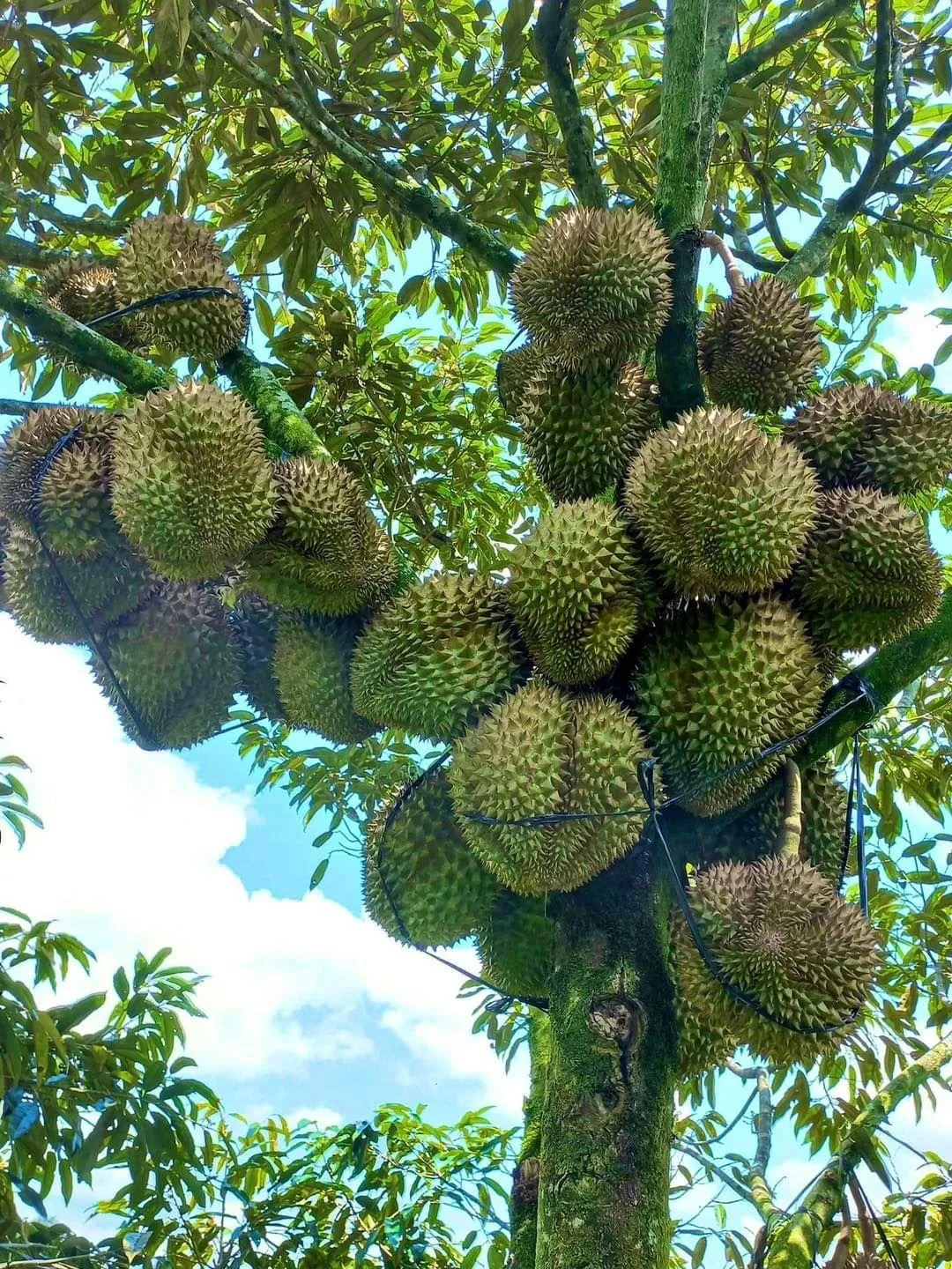 Fresh Monthong durian fruit and Musang king durian grown in Vietnam organic farm Mr.Ryan +84938244404