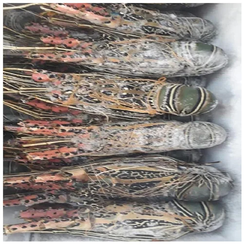 Wholesale Price Top Quality Delicious and Healthy Seafood Whole Raw Frozen Spiny Lobster for Bulk Purchase