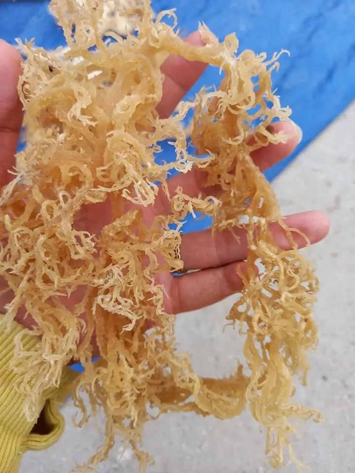 TW6 Brand Best Price Dried Sea Moss Irish Moss From Vietnam
