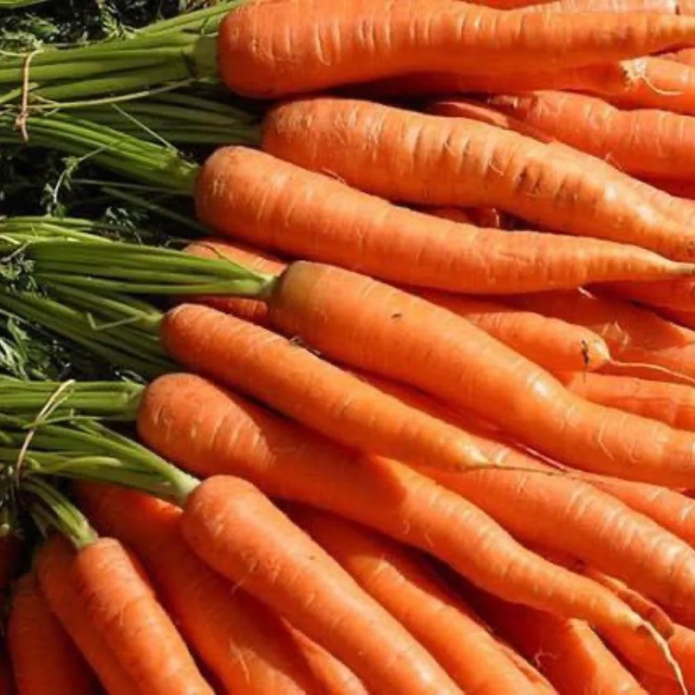Свежая красная морковь, оптовая продажа, обычное выращивание, экспортное качество, апельсин, Натуральный Сладкий от вьетнамского производства
