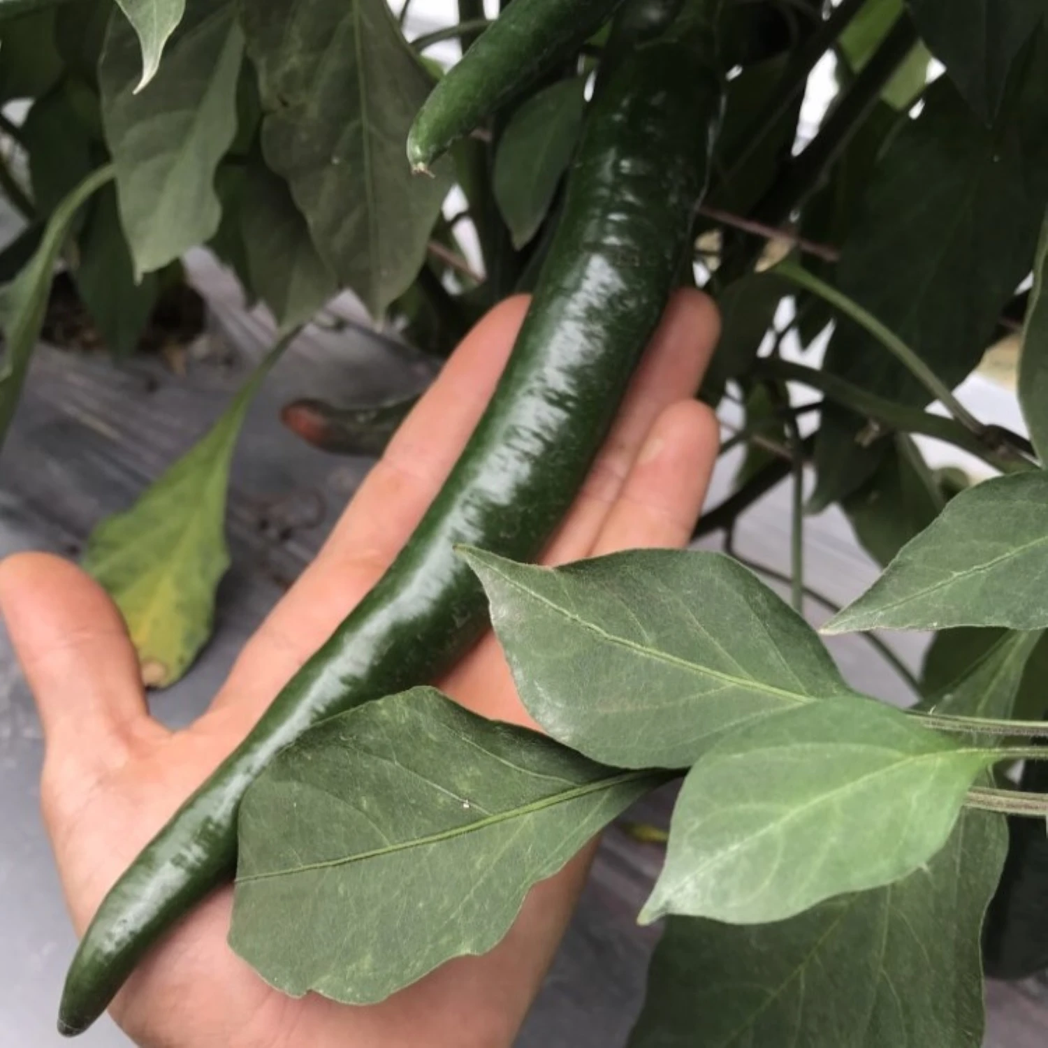 Fresh Capsicum Fresh Chili Horn Pepper Sweet Pepper Green Yellow Red Style Organic Color Weight Origin Type Size Place