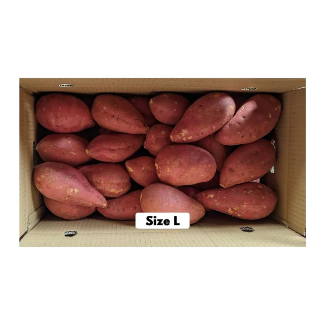 Конкурентоспособная цена, Вьетнам, сладкий картофель, новый сезон сбора урожая, свежий, Индивидуальный размер, оранжевый, высшее качество, бестселлер, оптовая продажа