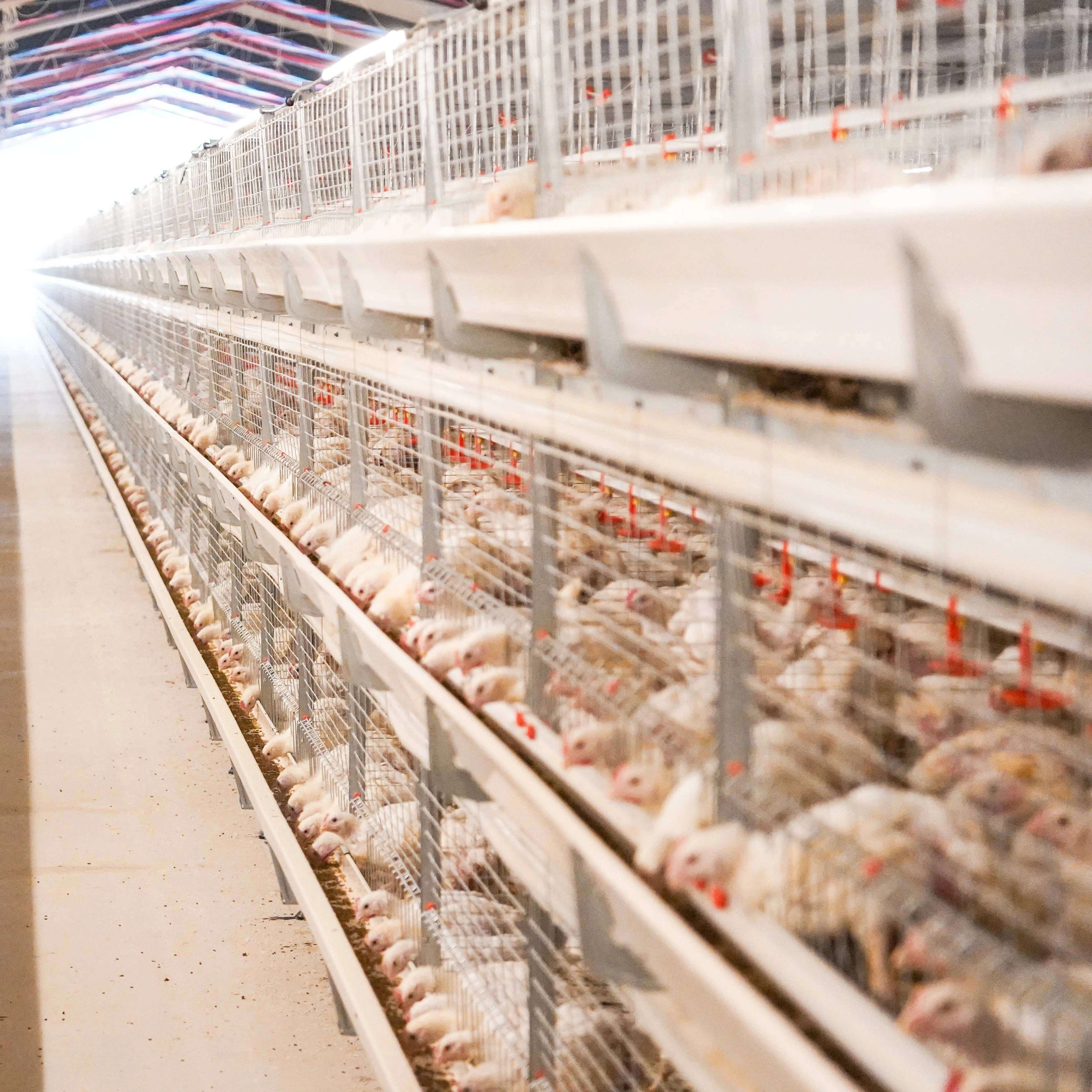 Big herdsman broiler cage equipment For poultry farming