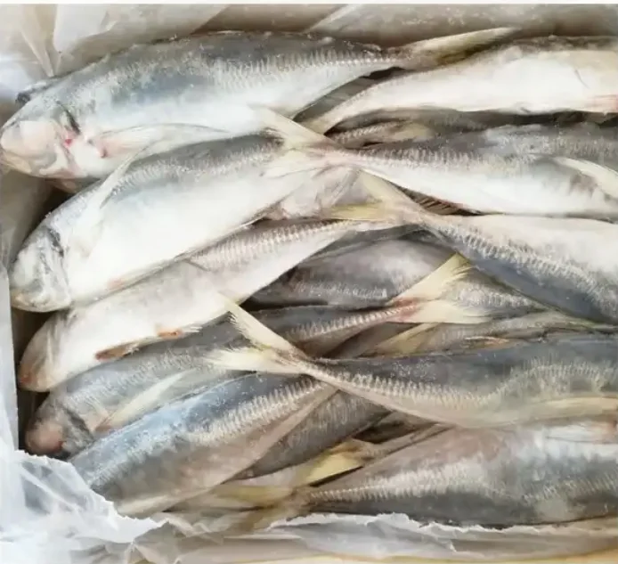 Frozen Fresh Mackerel Pacific Mackerel Fish