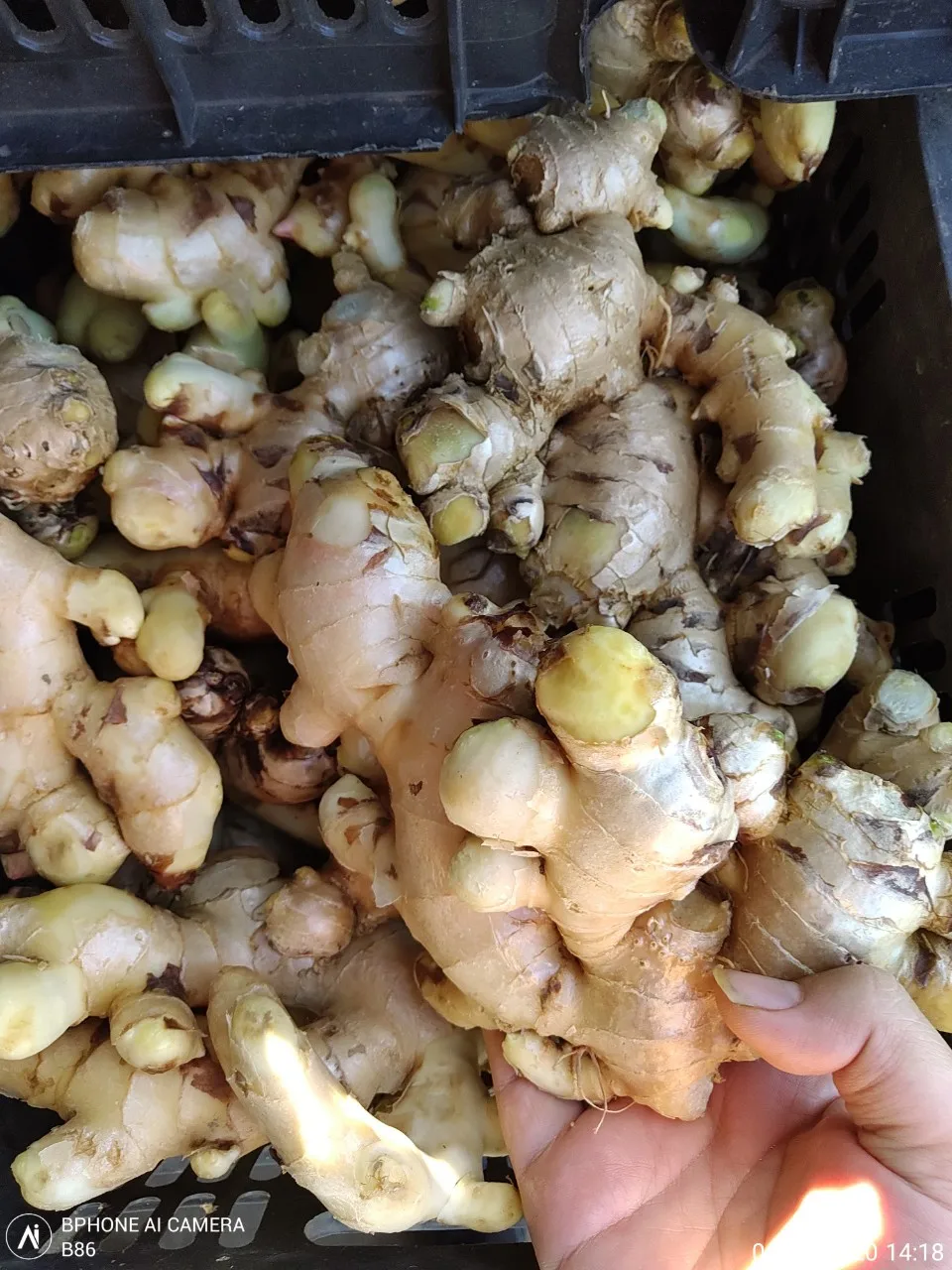 SUPPLY FRESH GINGER  WITH THE BEST PRICE (+84 983 028 718).