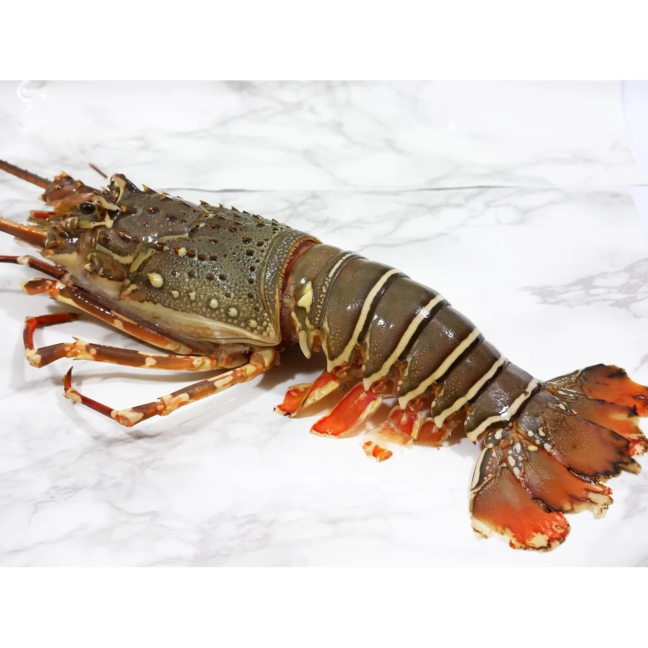 Nutritious Tasty Seafood (200-300 gm/pcs) IQF Bulk Packing 10 kg/ctn Whole Frozen Indonesia Bamboo Lobster Panulirus versicolor