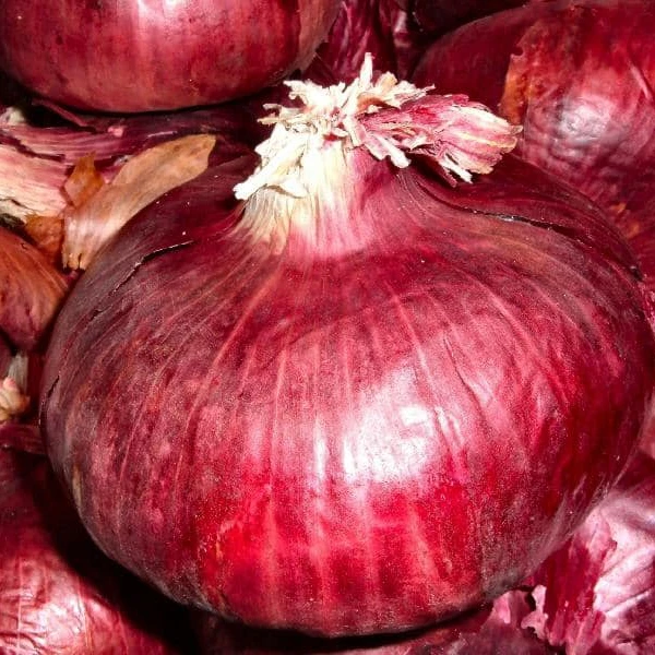 Fresh red onion, high quality, crop 2023, Egyptian export