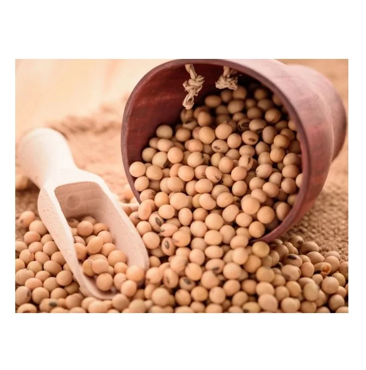 Wholesale organic soyabeans/ soya beans / soybeans available directly from Usa