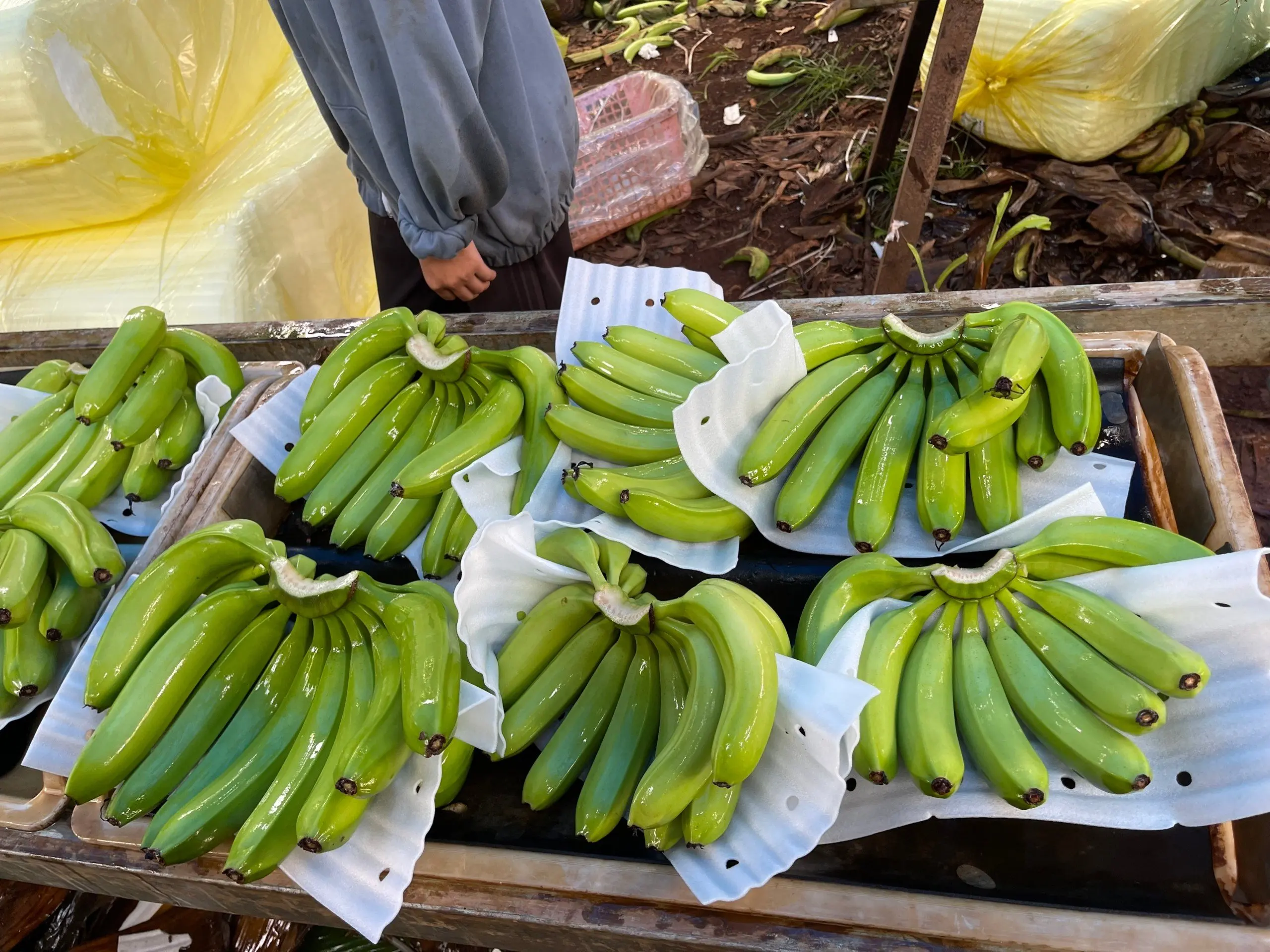 Hot Sale Export Quality Standard Fresh Cavendish Banana With High Quality Common Cultivation Natural Bananas From Vietnam