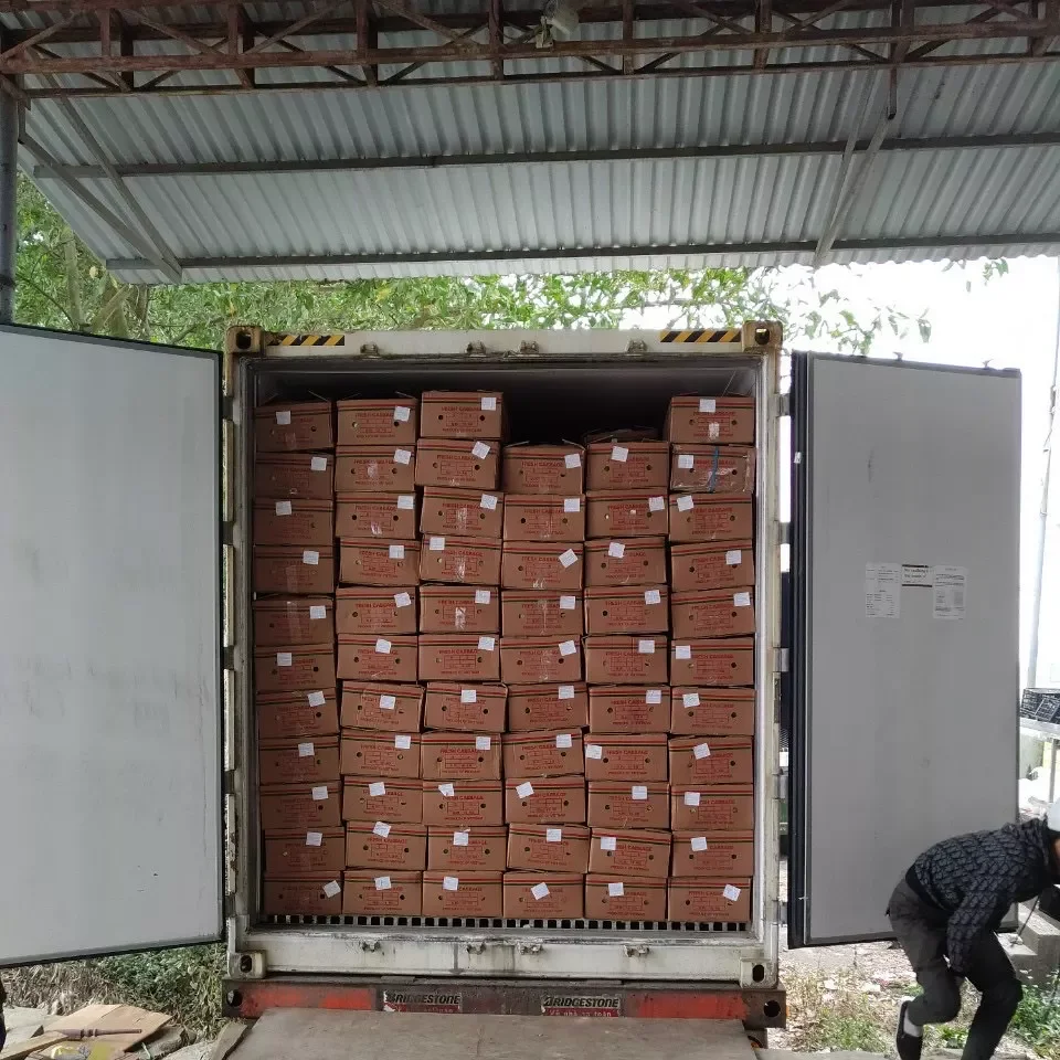 Competitive Price High Quality Variety Vegetables Fresh White Cabbage Made In Vietnam Factory