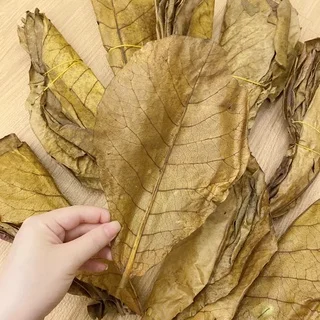 Улучшите качество воды в аквариуме с помощью Terminalia Catappa-превосходные решения для здоровых аквариумных рыб