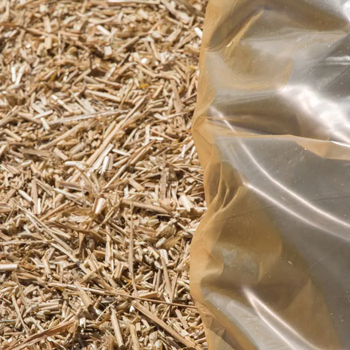 CORN SILAGE FERMENTED