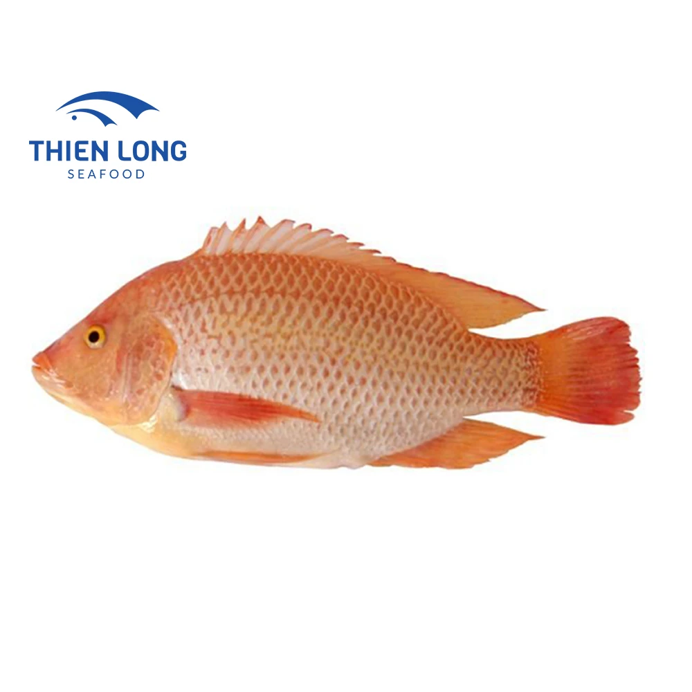 High Quality Frozen Fish Red Tilapia Gutted Scaled From Vietnam Seafood Company From Vietnam to make fish balls