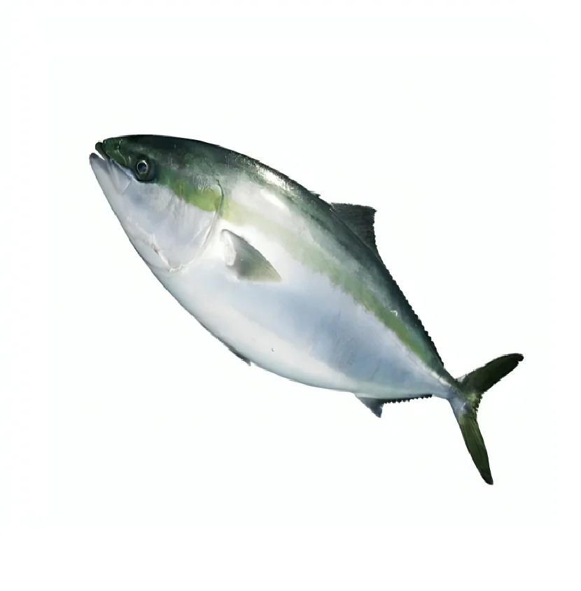 High Quality Yellowtail Fillet Fish Importers Wholesale Seafood Frozen