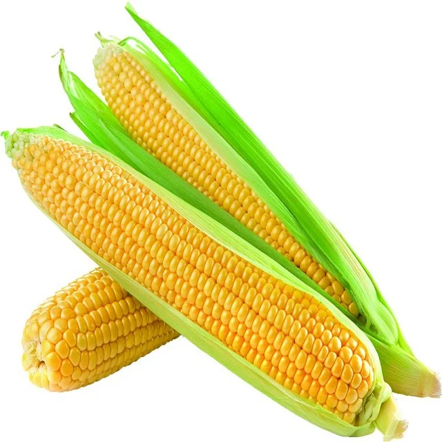 Dry Maize / dried Yellow Corn / dried Sweet Corn Best Price