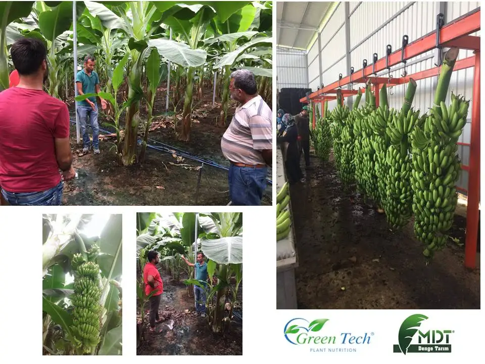 Green tech International/Green Tech Humico- Organic Soil Regulator /Vegetable Liquid Humic Fulvic Acid/Organic Liquid Fertilizer