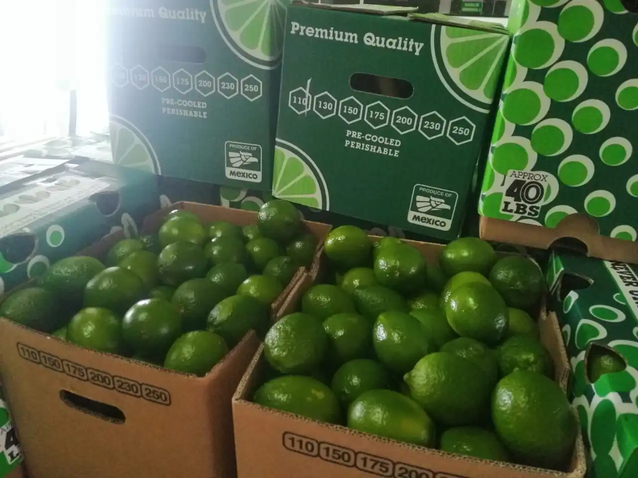Organic Fresh seedless lime/green lemon fresh fruit without seed from Vietnam high quality wholesales