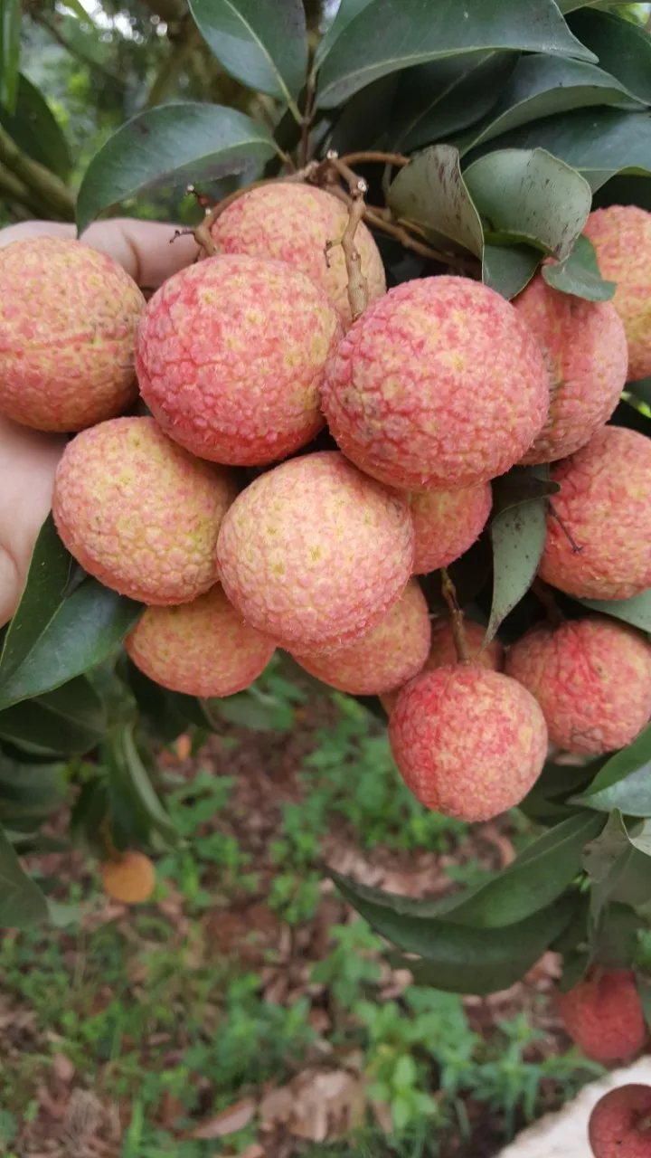 High Quality Lychee Natural Bulk Selling Fresh Fruit Sweet Taste Round Carton Box Organic Lychee From Vietnam