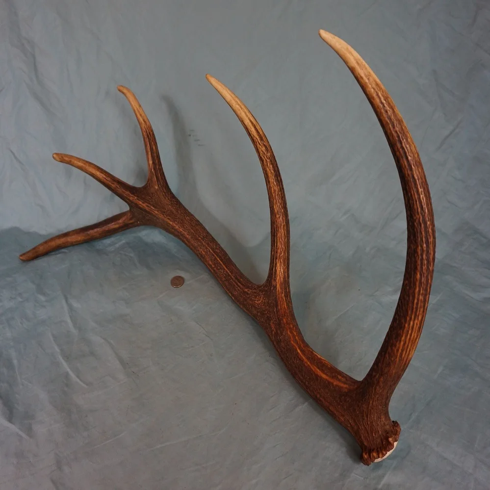 New Stock price Top Grade Red Deer Antlers for wholesale sale