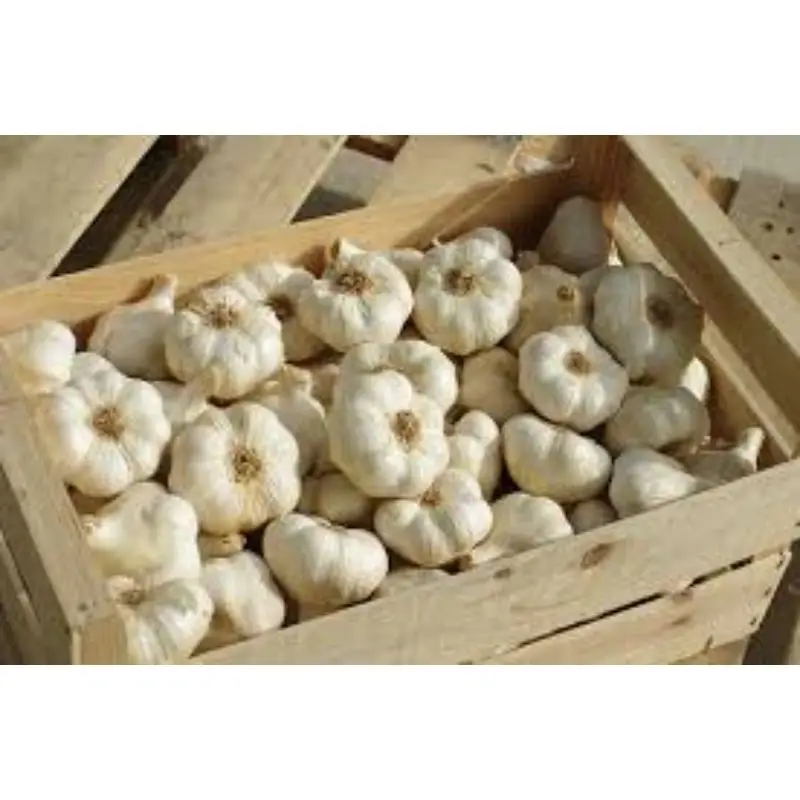 Fresh vegetable G1 Elephant Garlic