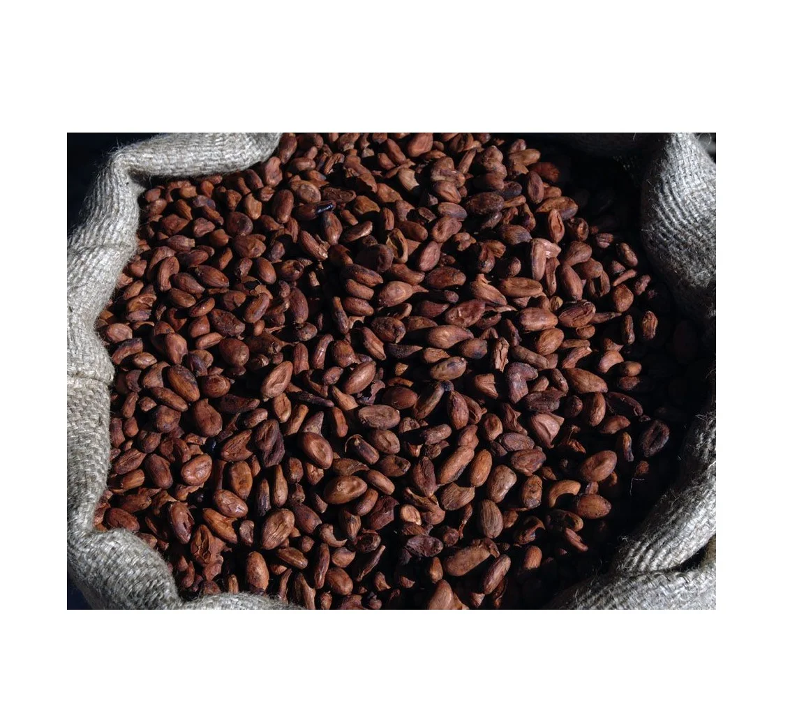 Cocoa Beans New Crop fermented cocoa beans