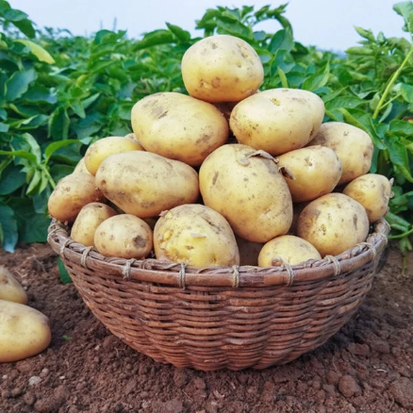 Оптовая продажа картофеля для продажи прямо из деревенской фермы сладкий и обычный картофель по низкой цене