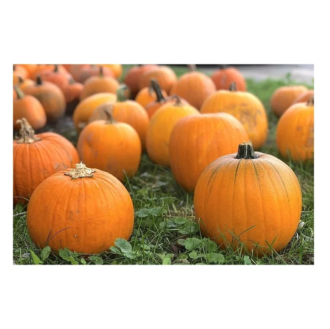 Good Quality Italian Delia Pumpkins/ Fresh Pumpkins Vegetables For Sale