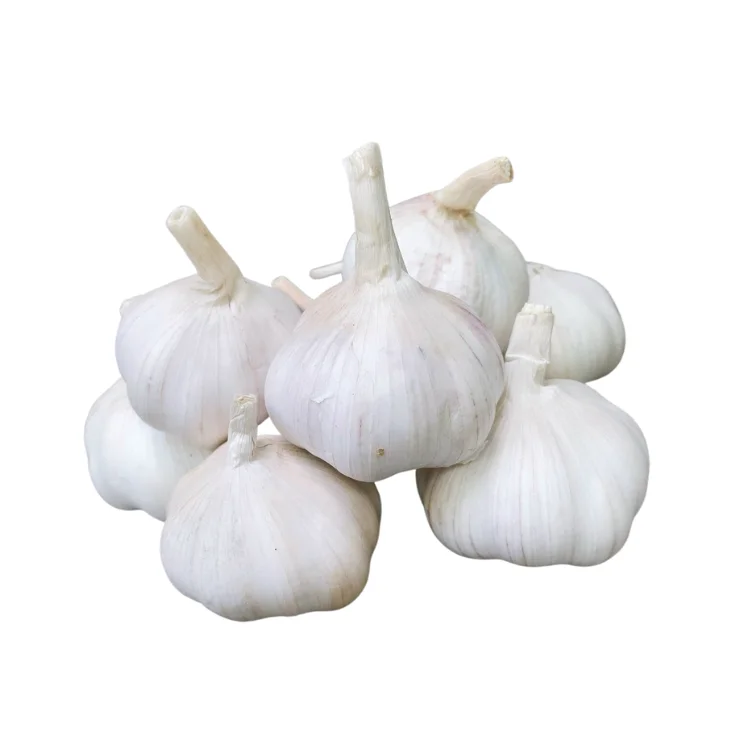 Top Quality Garlic Used As A Seasoning For Dishes 100% Dried Garlic Organic Packed In Box Vietnam Manufacturer