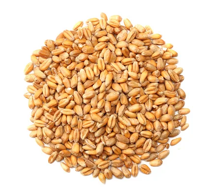 Зерно пшеницы