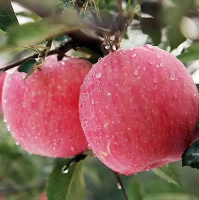 Франция Fuji Apple готова