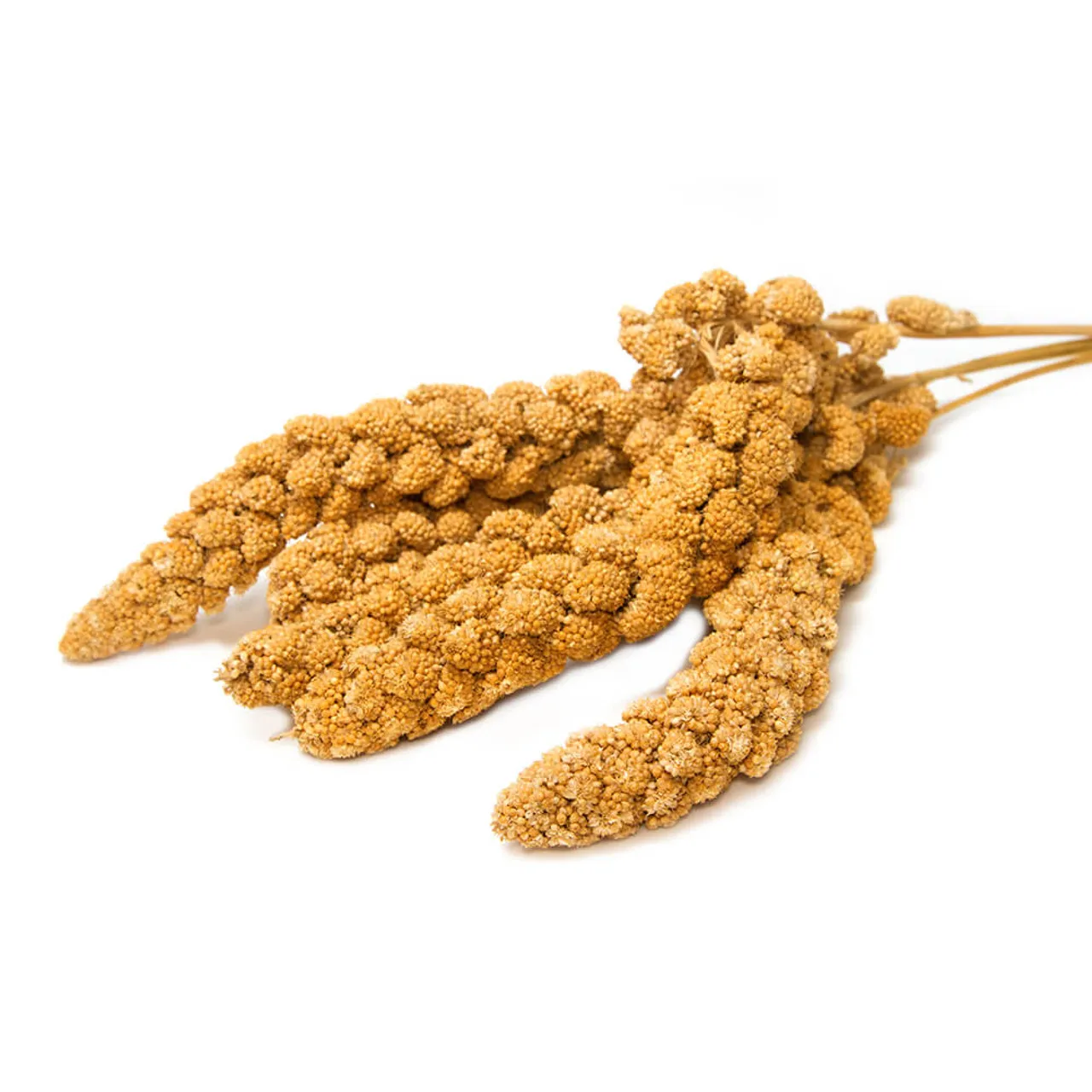 BEST PRICE! Yellow Millet Spray China Origin for Bird feeding Wholesale Bird Food Yellow Millet Spray BULK Dried Millet Spray