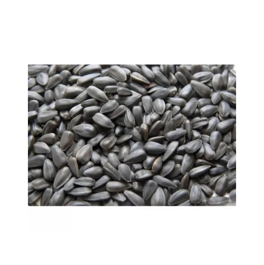 Sunflower Hybrid Seeds For Sale