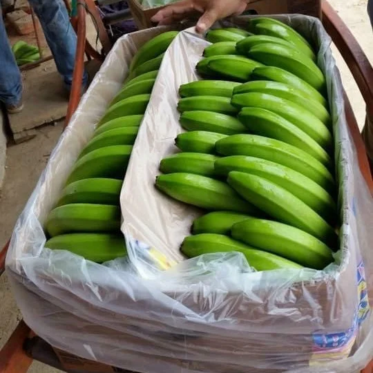 100% ORGANIC Fresh Cavendish Banana // High Quality from Vietnam // Wholesale Fresh Cavendish Banana