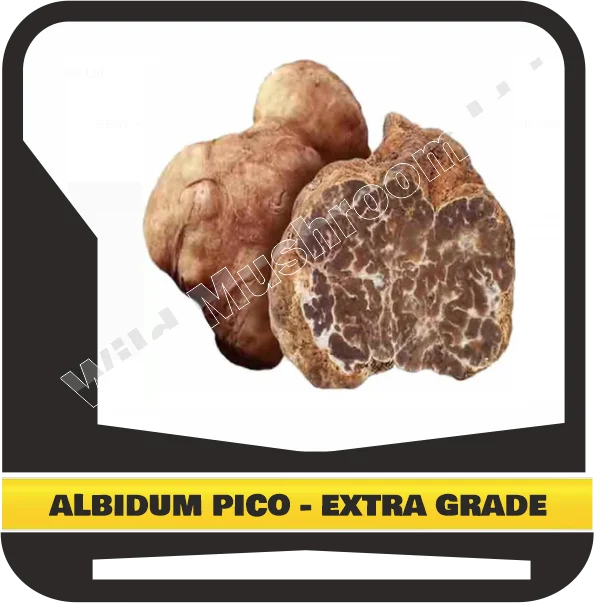 FRESH WHITE TRUFFLES TUBER ALBIDUM PICO - EXTRA GRADE