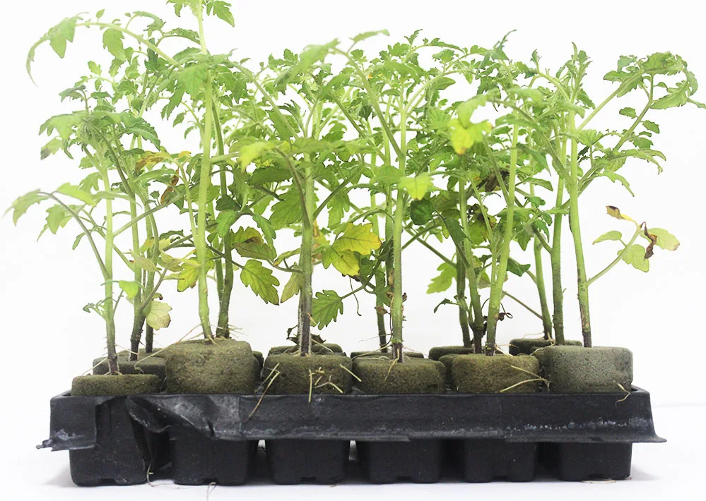 root riot cubes root riot for grafting home