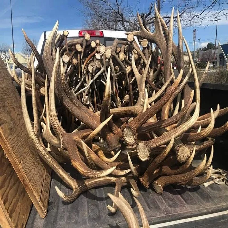 100% High-Quality Red Deer Antlers Buy in Bulk for Best Deals Fast Shipping Available for sale