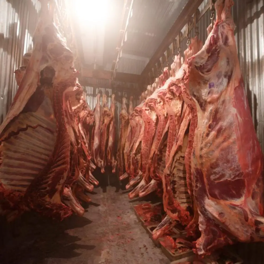 HALAL Frozen Boneless Beef, Buffalo, Mutton, Beef