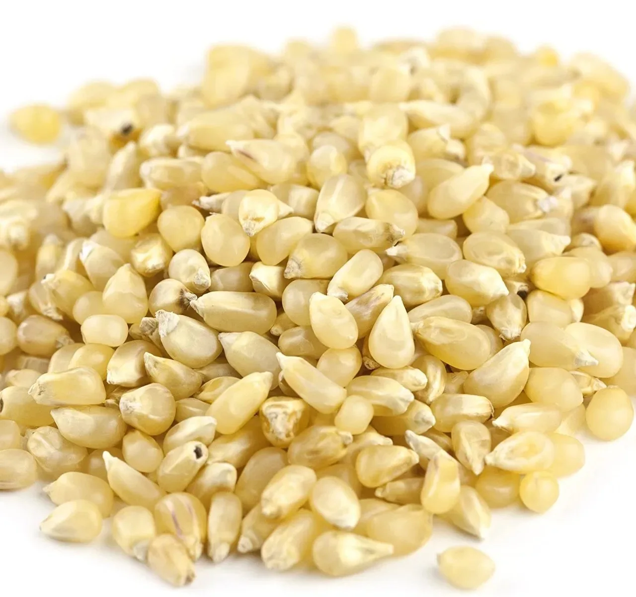 Export Top Selling Non GMO White Maize Corn/ White Corn & Air Dried White Maize Corn for Sale Natural