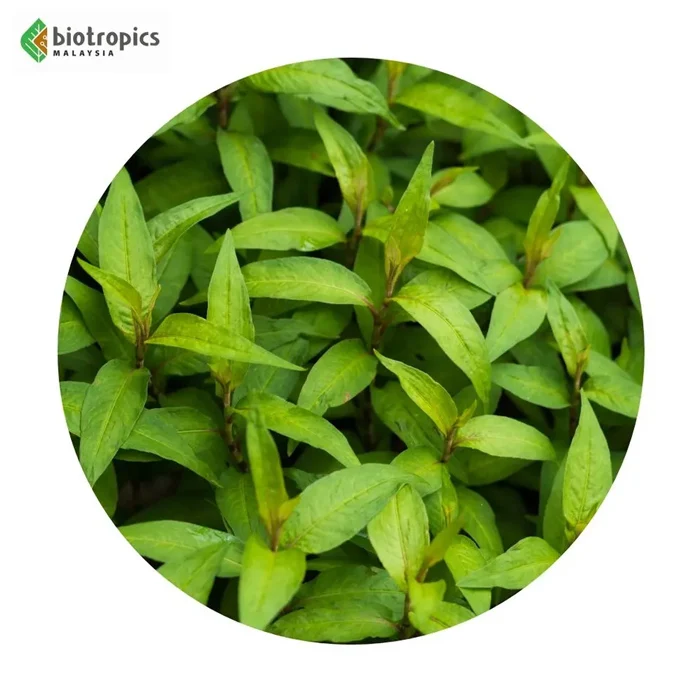 Food Grade Water Pepper Leaf Extract Kesum Ingredients Powder Culinary Use Herbal Extract or Supplement