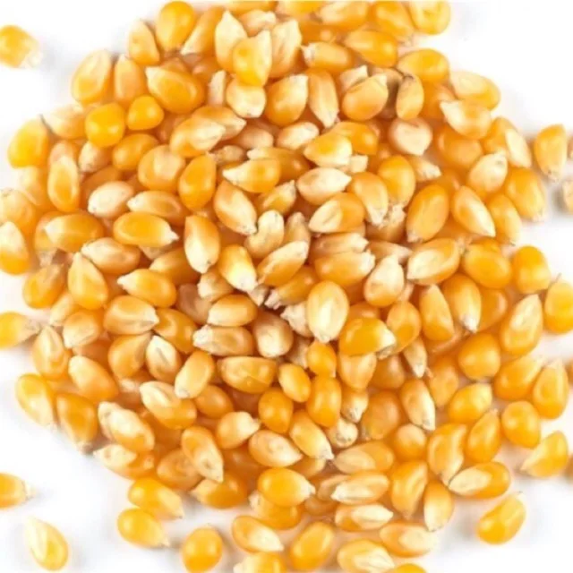 Best Grade Rich in High Quality Organic Corn best quality dried yellow corn at Most Favorable Price