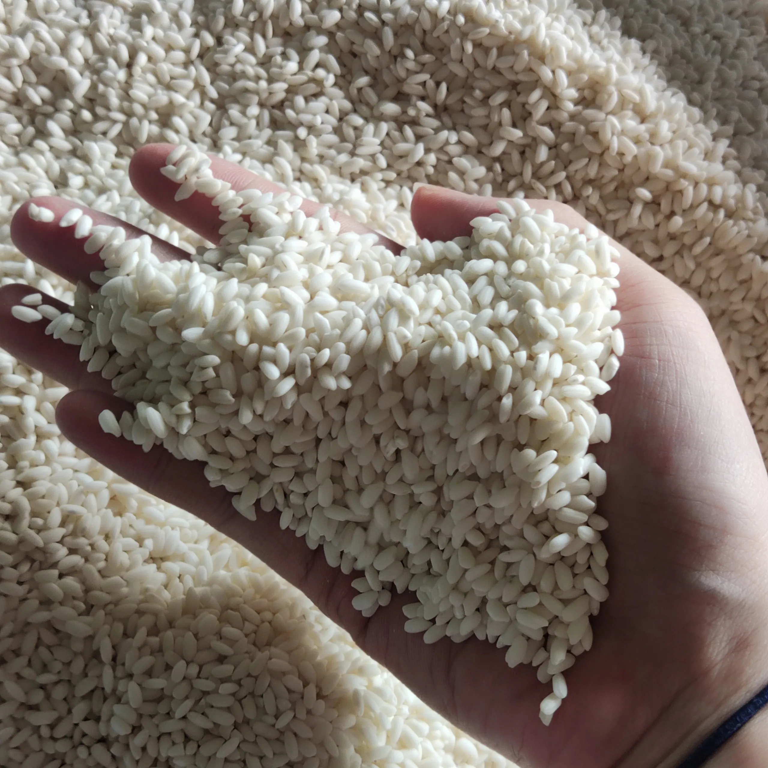 Вьетнамский рис клейкий Высококачественная сельскохозяйственная продукция-контакт с господином Квинси ва 84858080598