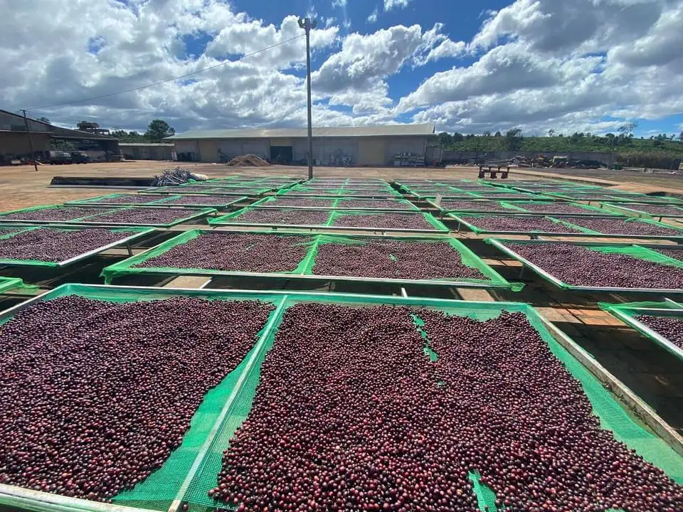 Top Selling Vietnam Green Coffee Beans Robusta/ Arabica Green beans Coffee -  Competitive Price for NEW CROP Wholesales