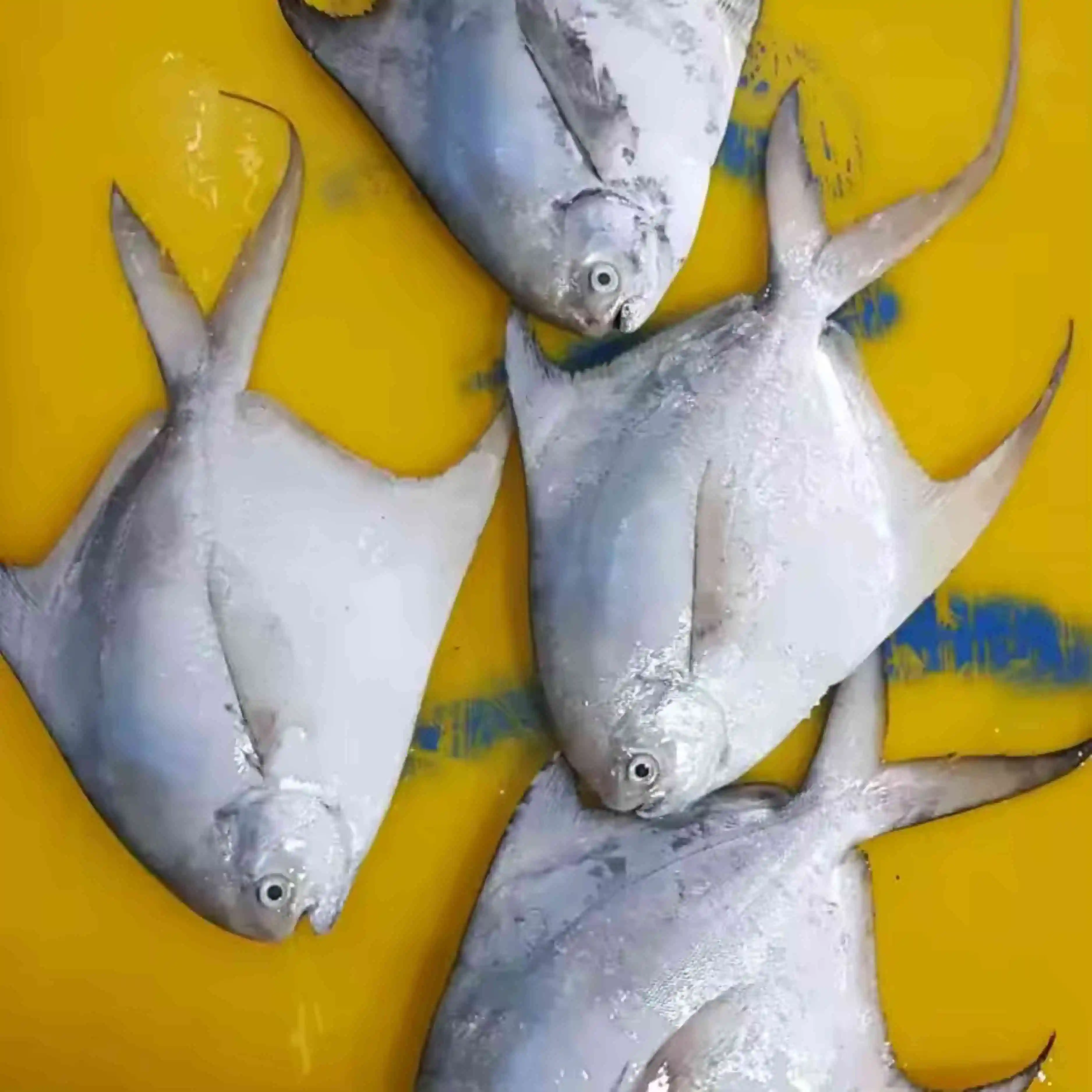 Wholeround Silver Pomfret Best Quality Frozen Seafood Best From Indonesia Wholeround IQF Silver Pomfret