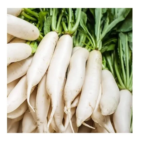 Top Quality Fresh Vegetables Radish For Sale At Best Price