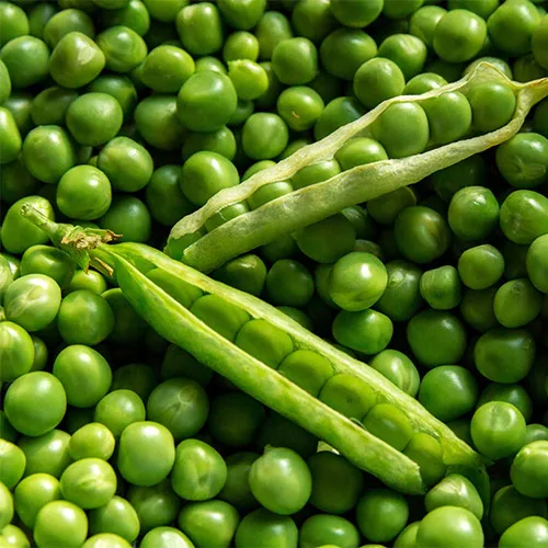 Wholesale healthy organic dry Green Peas / New Crop Top Grade green peas