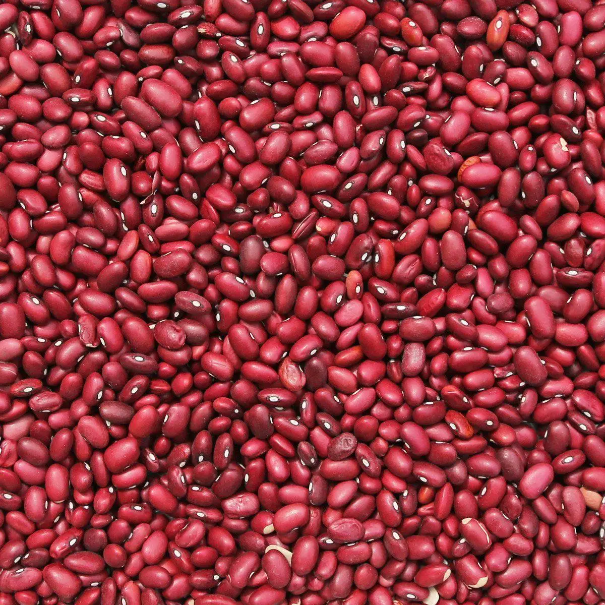 Red Kidney Beans Hot Selling Dark Red Kidney Beans With Export Price