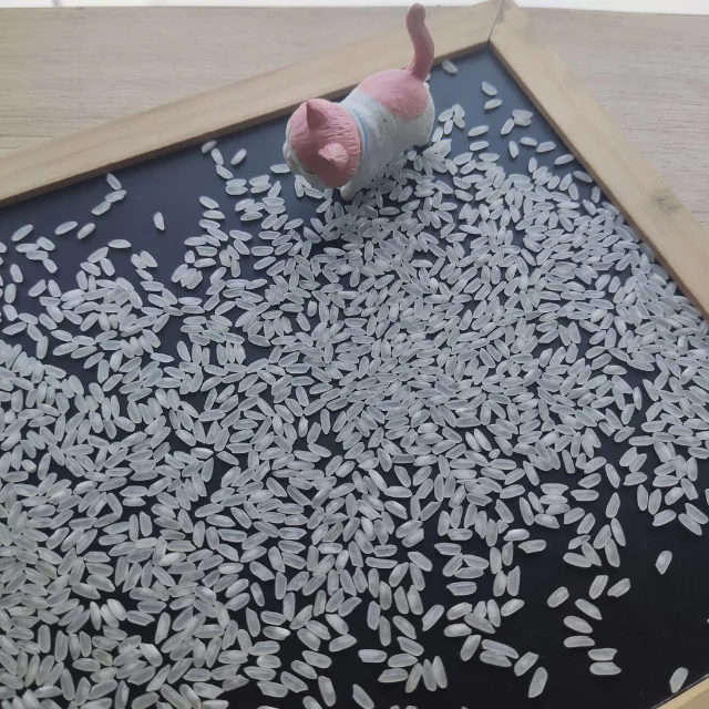 Egyptian Medium Grain Rice 5% broken (Ms Quincy WA: 84 858080598)